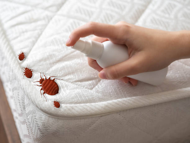 Insect Control in Baldwin, NY