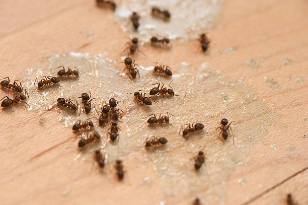 Best Residential Pest Control  in Baldwin, NY