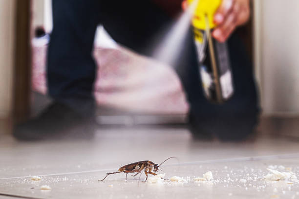 Trusted Baldwin, NY Pest Control Experts